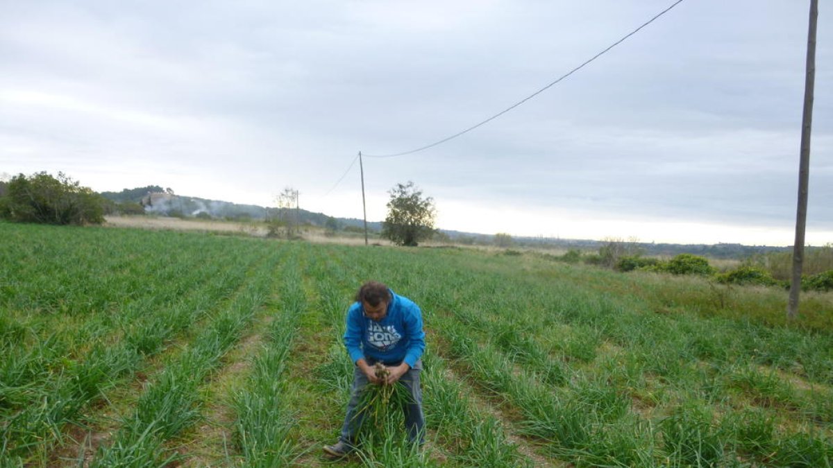 Arriben els primers calçots de la temporada a Valls