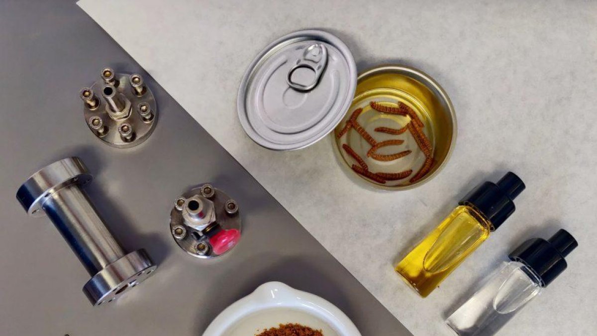 Demuestran la viabilidad del uso de proteínas de la larva de una especie de mosca para la industria alimentaria