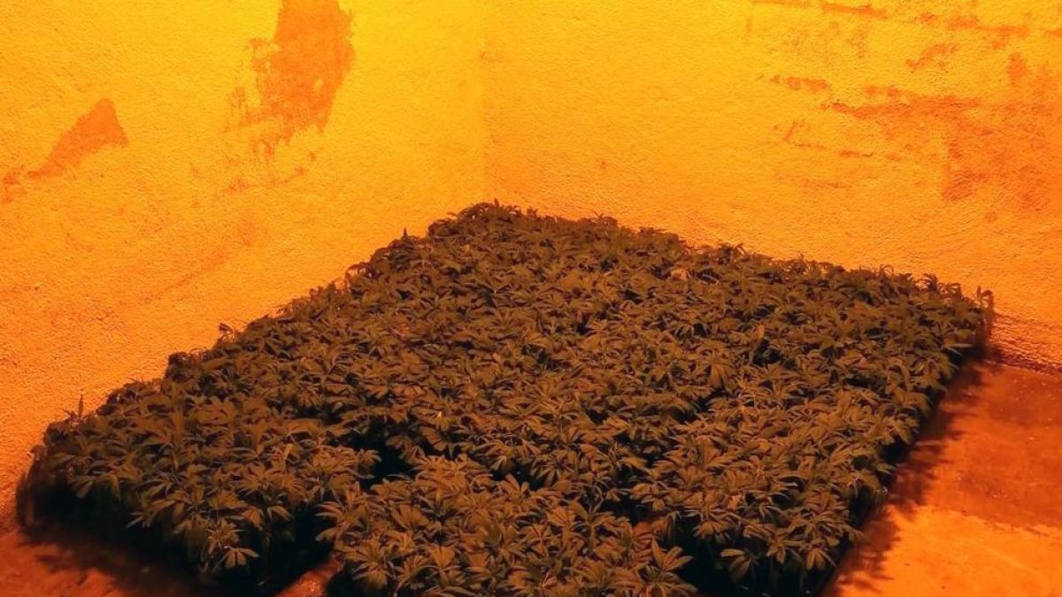 Mossos y Guardia Municipal de Riudoms detienen dos hombres y desmantelan una plantación de marihuana