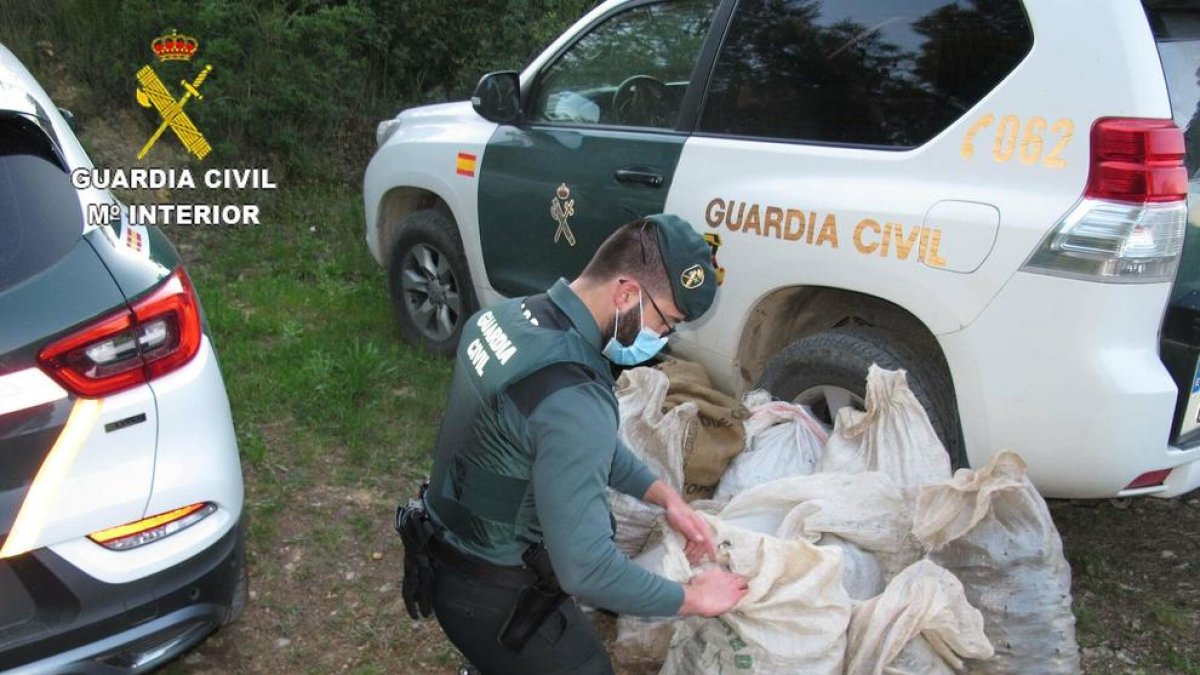 La Guardia Civil investiga dos vecinos de la Galera por el robo de algarrobas en Godall
