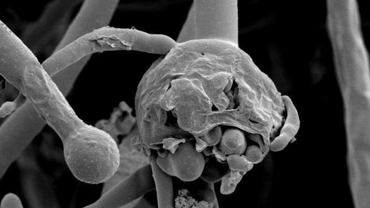 Què és el 'fong negre' en relació amb el coronavirus?