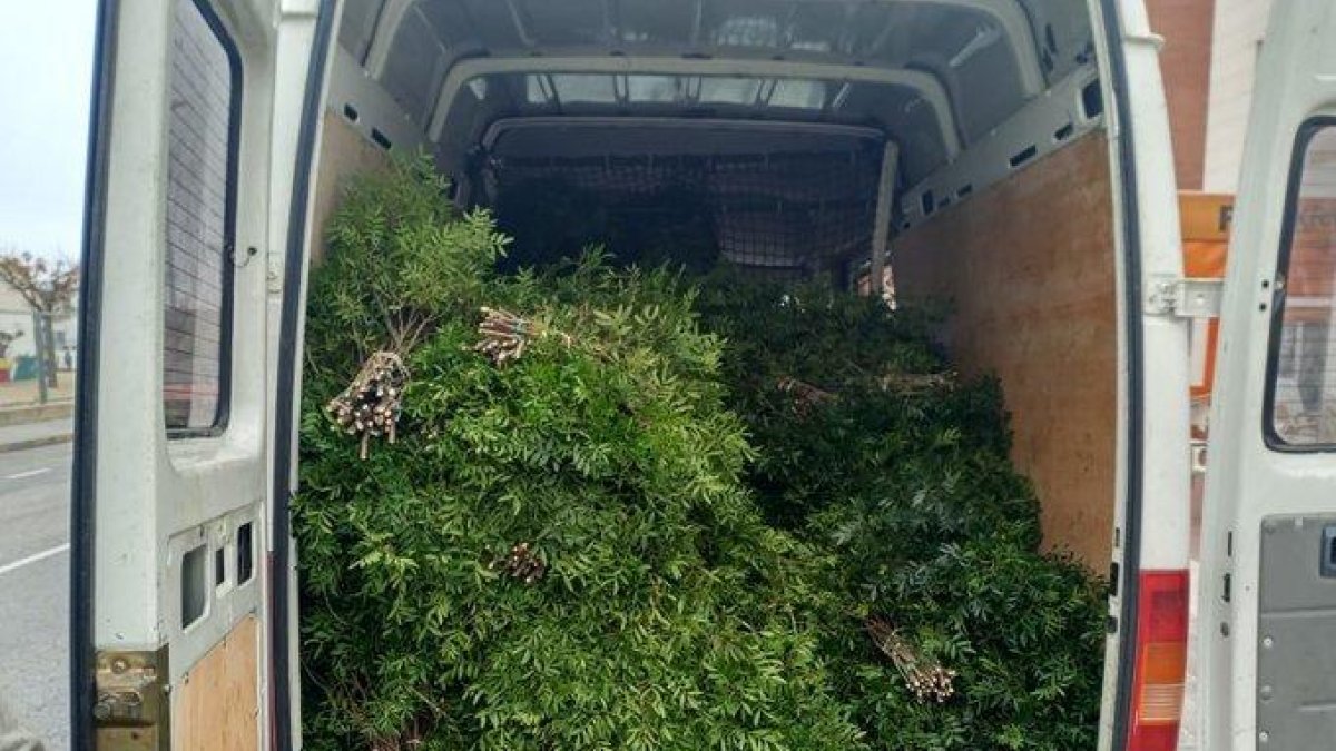 La Policia de Cunit detecta en un control una furgoneta carregada amb 150 kg de llentiscle