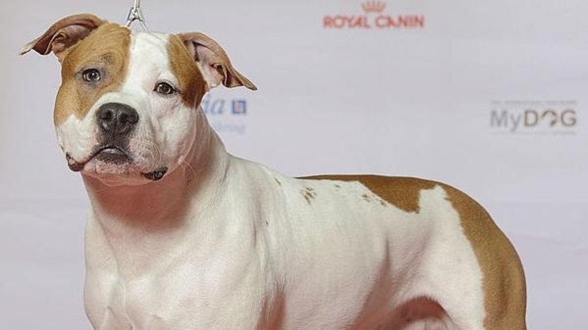 Muere un hombre de 32 años después del ataque de un perro de raza peligrosa a Cassà de la Selva