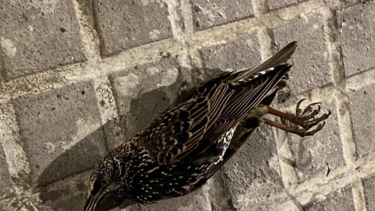 Nova Eucària alerta de la mort de desenes d'ocells al centre de Tarragona