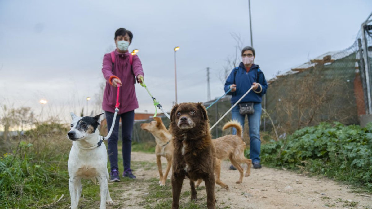 Las adopciones de perros crecen un 13% a la protectora durante el 2020