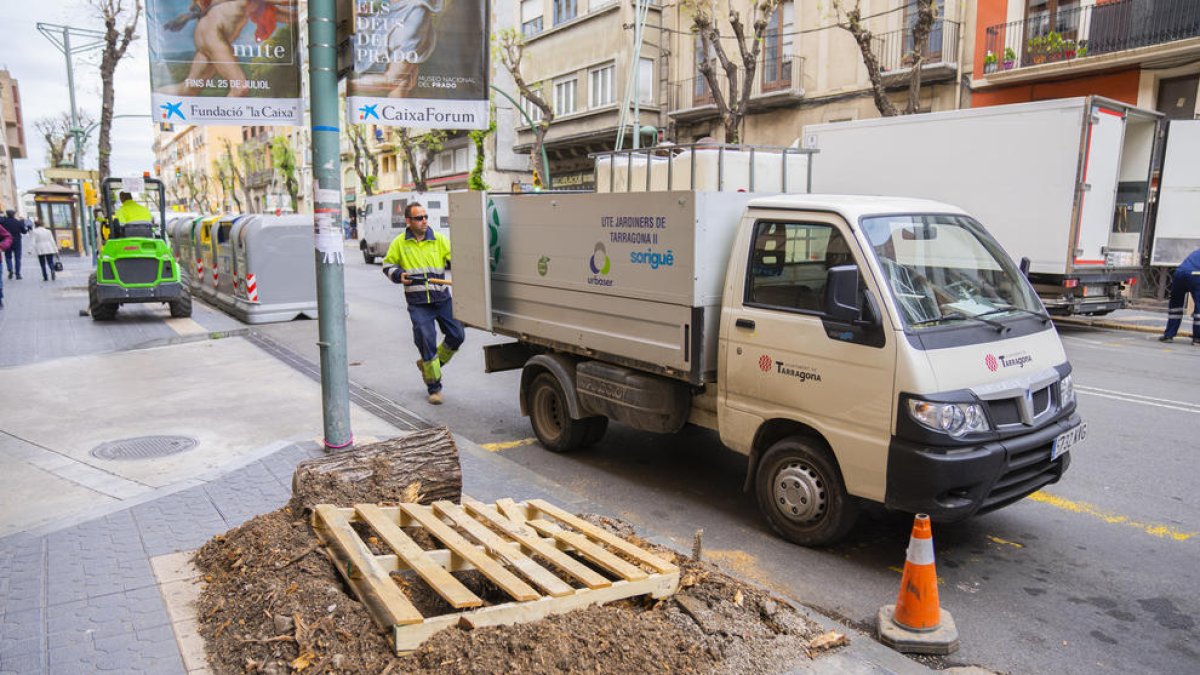Replanten els oms de la Rambla Vella
