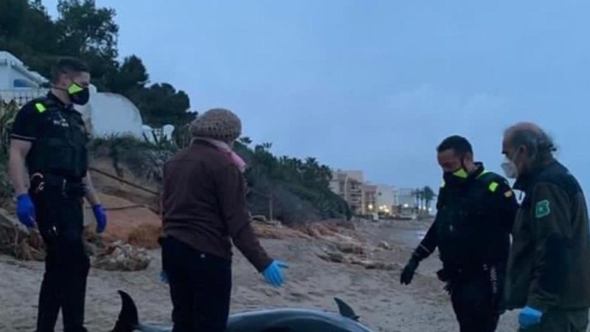 Encuentran un delfín muerto en la playa del Francàs del Vendrell