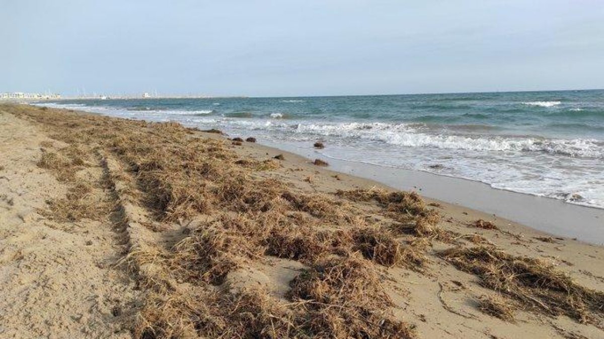 Calafell inicia els treballs per pal·liar la pèrdua de sorra als punts més afectats de les platges