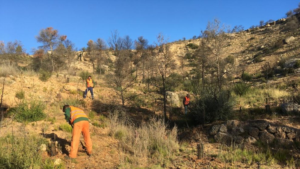 Fundación Repsol impulsa la reforestació d'una finca de Flix afectada per l'incendi de 2019