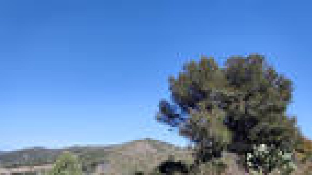 Pillan a un grupo de personas cogiendo 560 kilos de lentisco de las montañas de Calafell