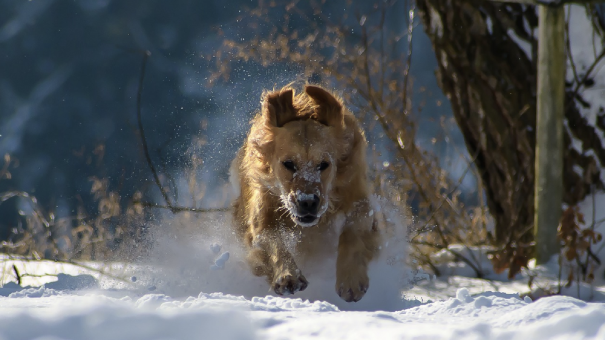 Com afecta el fred als gossos?
