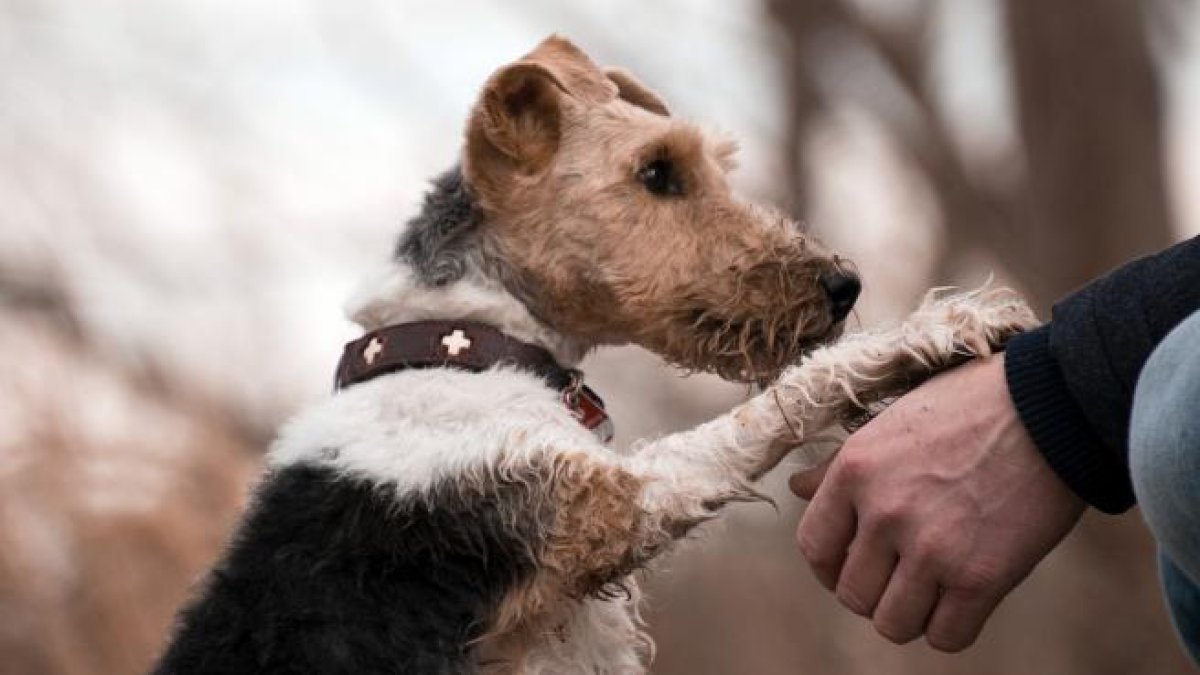 Un estudio revela que los perros son capaces de sentir celos si imaginan a sus dueños con otro