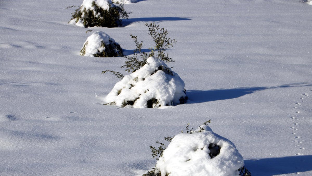 Los campesinos alertan de que si se intensifica el frío los daños en los olivos serán similares al 2001