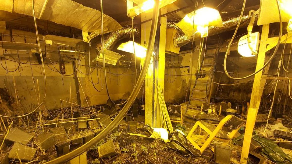 La Policia Local del Vendrell deté a dos homes que intentavem robar en una una plantació de marihuana