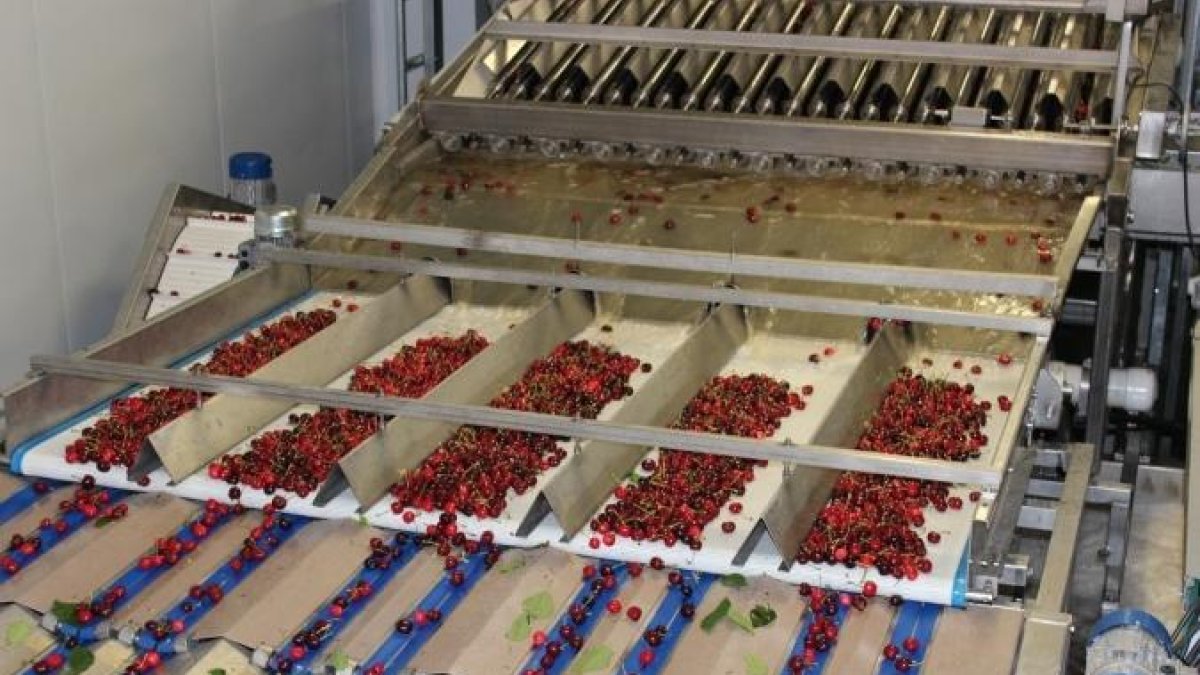 Detectat un brot de coronavirus que afecta a 20 treballador a una empresa fruitera de la Ribera d'Ebre