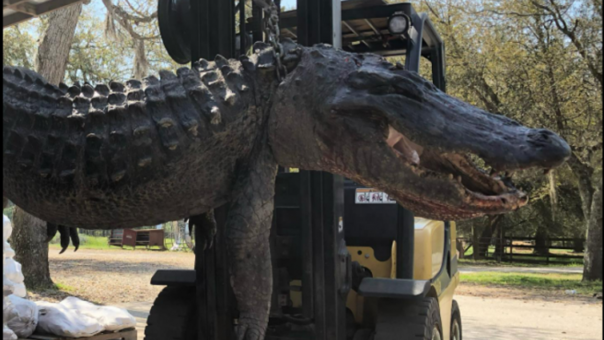 Cacen un caiman de 3,5 metres i resolen el misteri de la desaparició d'uns gossos fa 24 anys als Estats Units