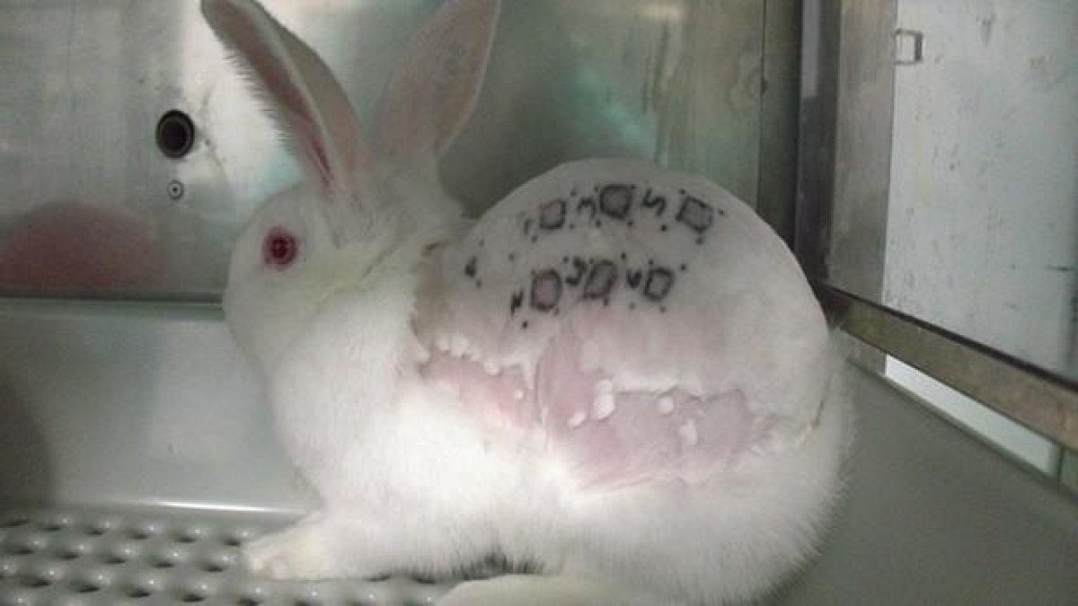 Suspenen l'activitat del laboratori Vivotecnia de Madrid després de veure indicis de maltractament animal