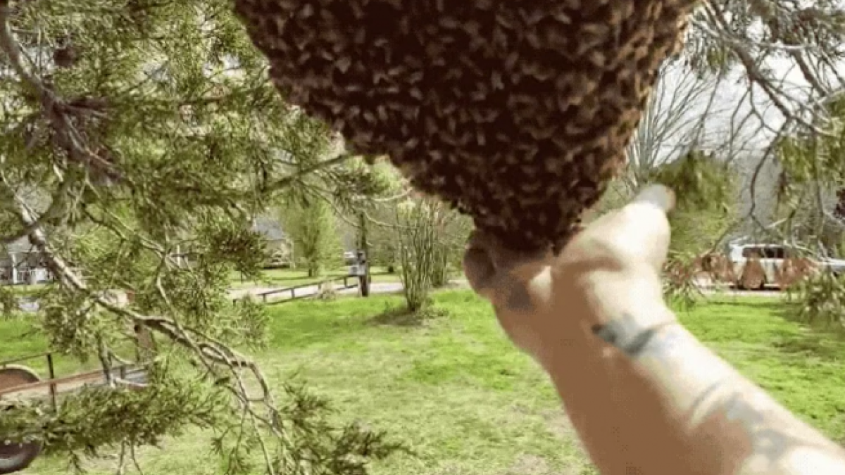 El vídeo de un apicultor moviendo una enorme colmena de abejas con sus manos desnudas sorprende en internet