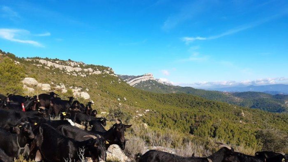 El Parque Natural de Montsant recupera la actividad de pasto para prevenir los incendios