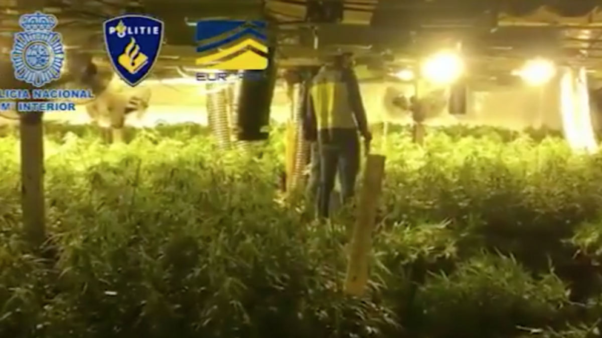 Cau una xarxa de tràfic de marihuana que va defraudar 1,5 milions en electricitat