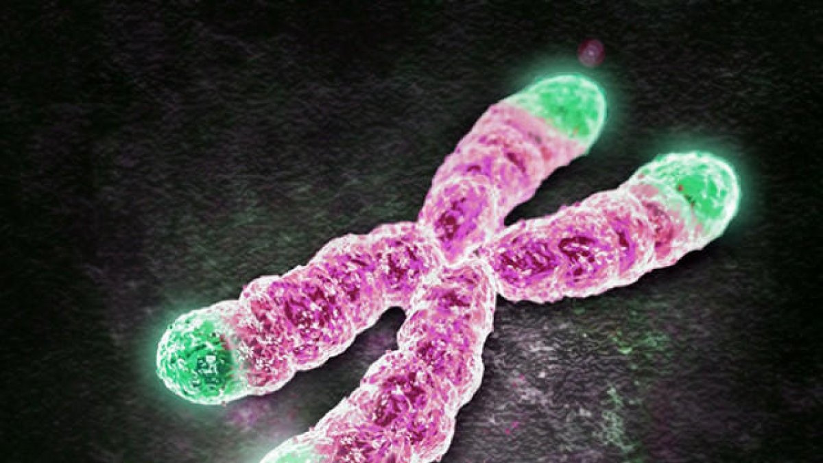 Un nou descobriment sobre els cromosomes obre les portes a millors teràpies contra el càncer