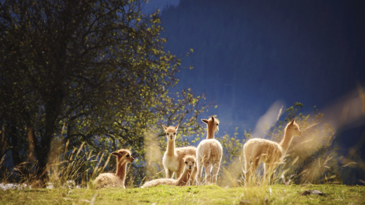 Científics belgues aconsegueixen un antiviral contra la covid procedent de la llama