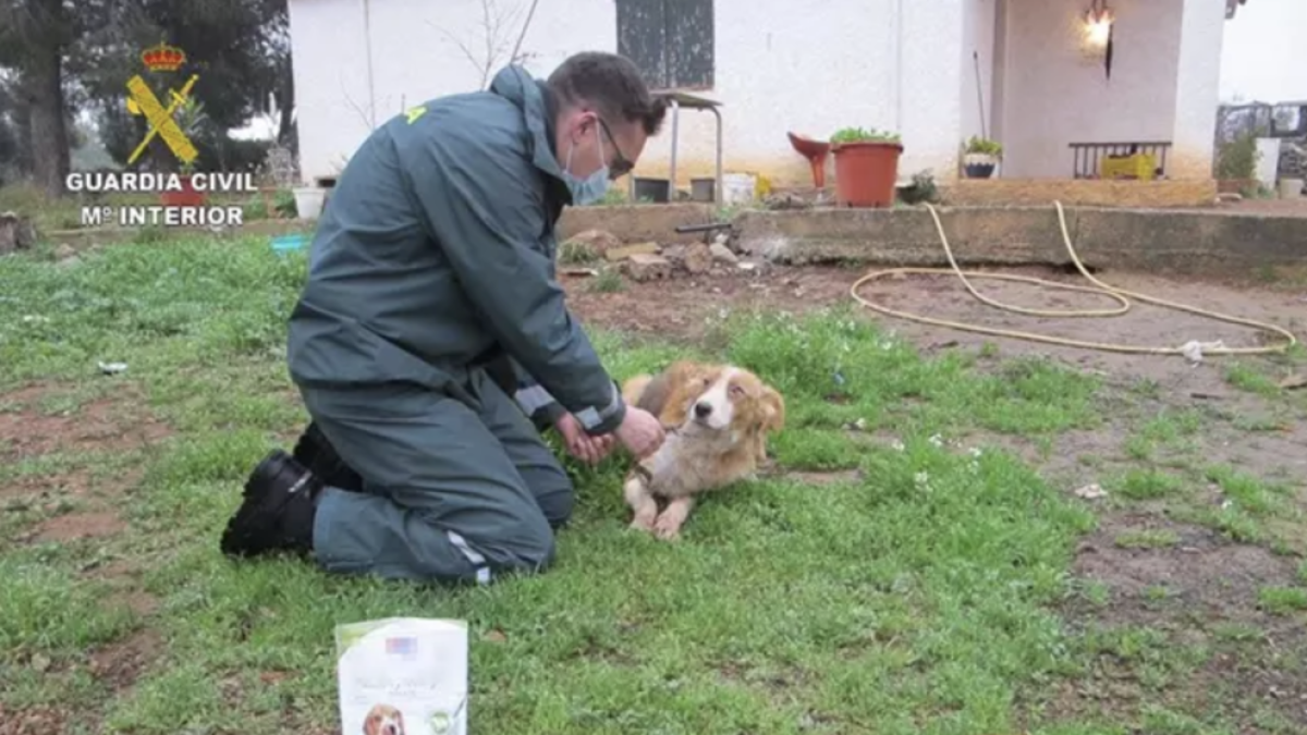Rescaten quatre gossos abandonats sense aigua, menjar i lligats, en una finca de Masdenverge
