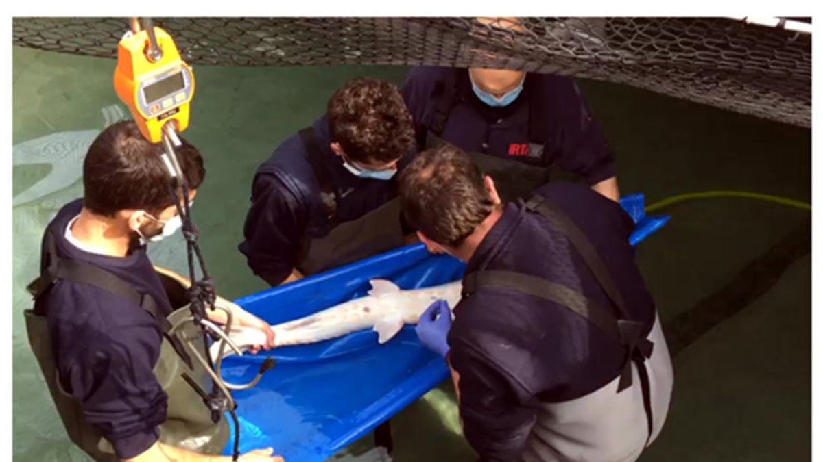 Los esturiones del proyecto Migratoebre «se aclimatan bien» al centro IRTA de la Ràpita