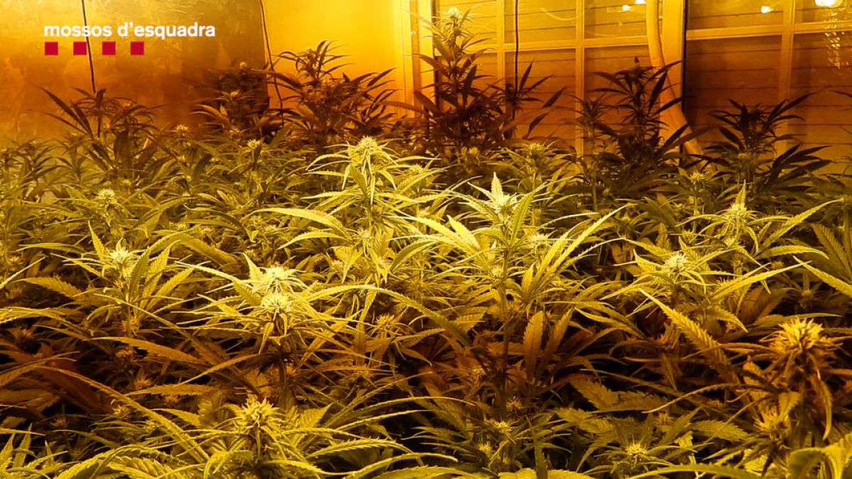 Cau un grup criminal per segrestar un home a l'Alt Maresme i exigir-li 50.000 euros per alliberar-lo