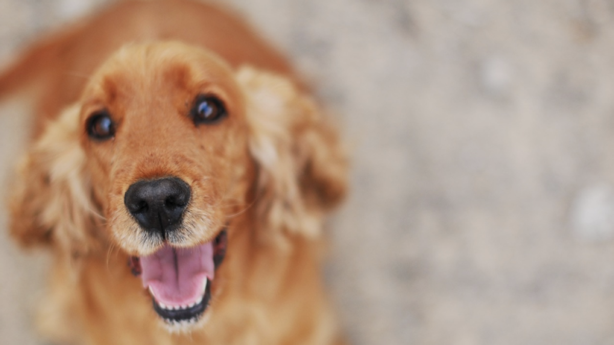 Un perro de Seúl, positivo en coronavirus