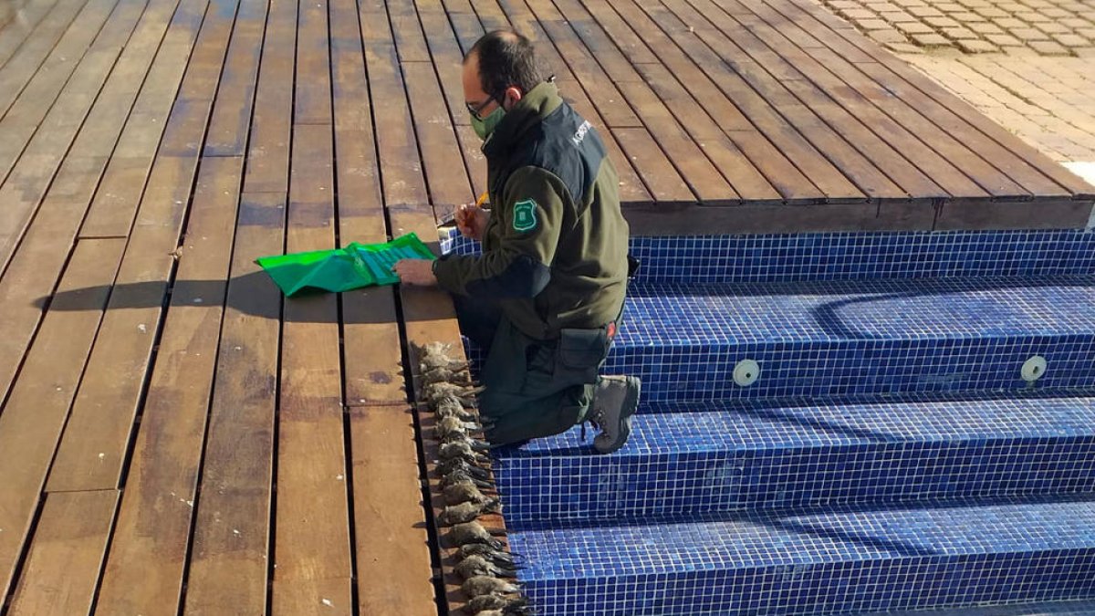 El fred, letal pels roquerols, una espècie protegida a Catalunya