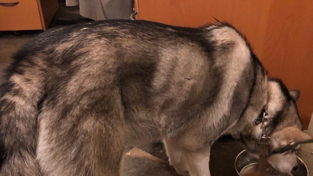 Detingut a Girona per maltractar un gos i amenaçar amb un ganivet un home que li ha recriminat