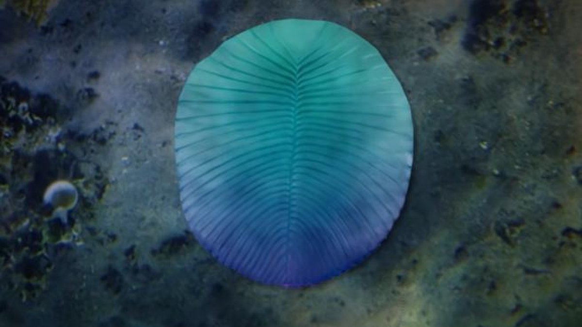 Encuentran sorprendentes similitudes entre humanos y unas extrañas criaturas de hace 550 millones de años