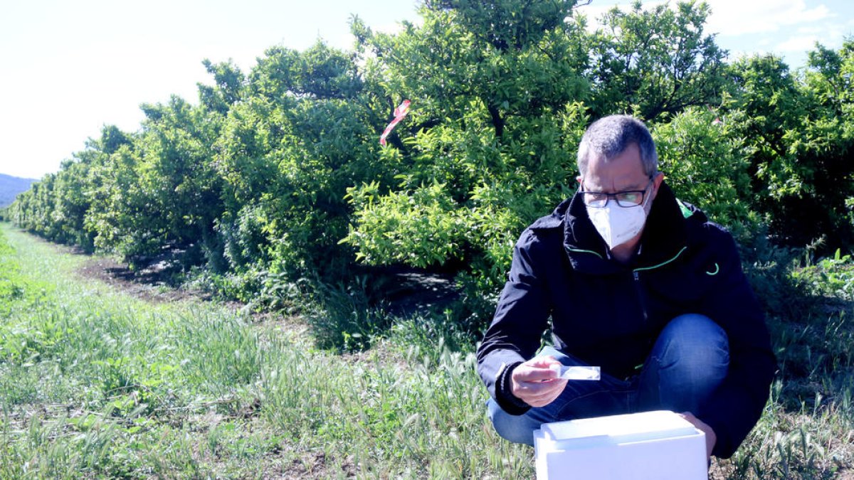 El IRTA introduce insectos sudafricanos para combatir el cotonet en los cítricos de las Tierras del Ebro