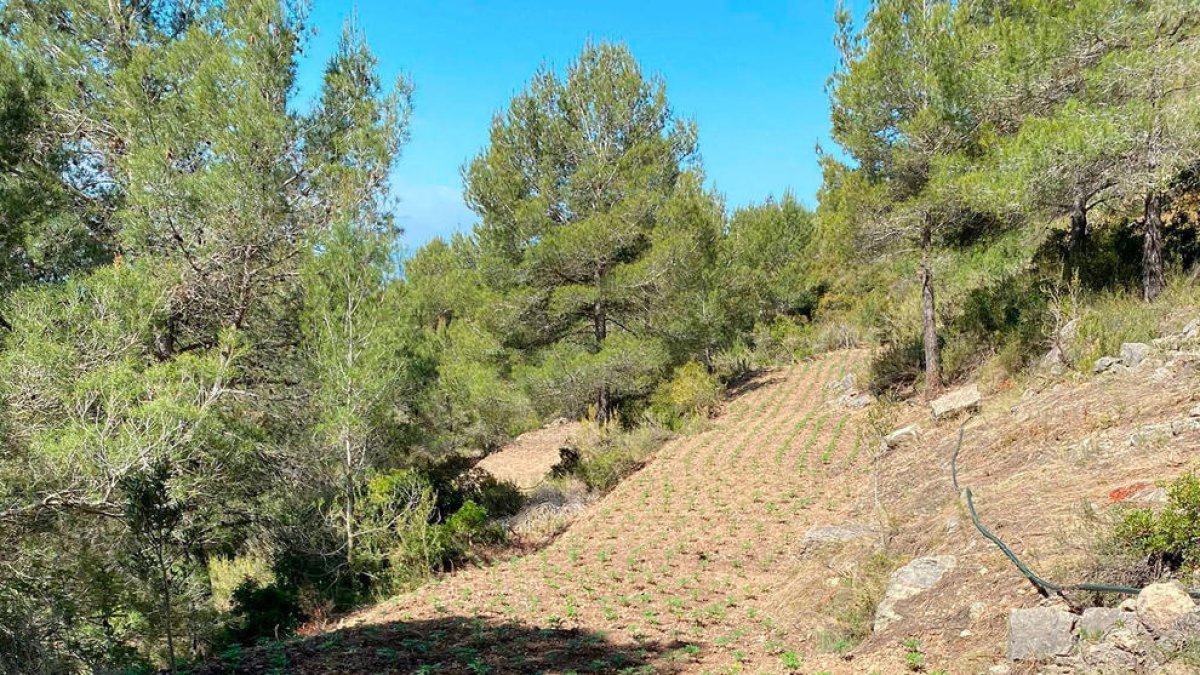 Detingut un home pel cultiu d'una nova plantació de marihuana a Querol
