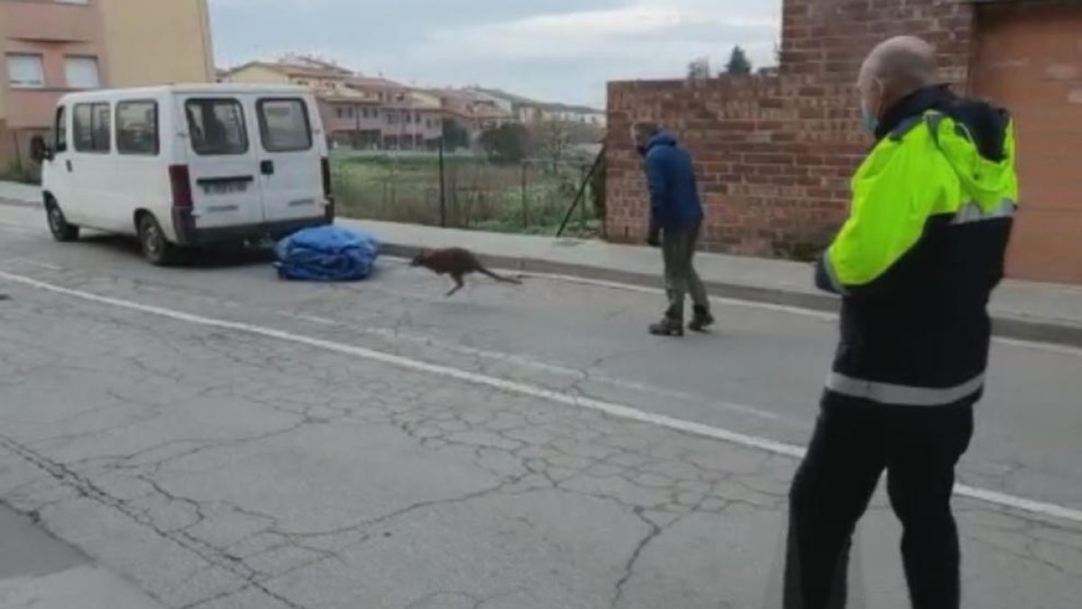 Sorpresa a Roda de Ter per un cangur petit saltant pels carrers durant mitja hora