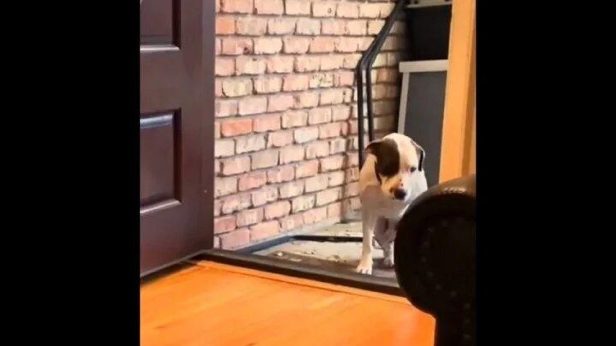 El vídeo viral de un perro que entra por primera vez a una casa: «Sólo conocía la calle»