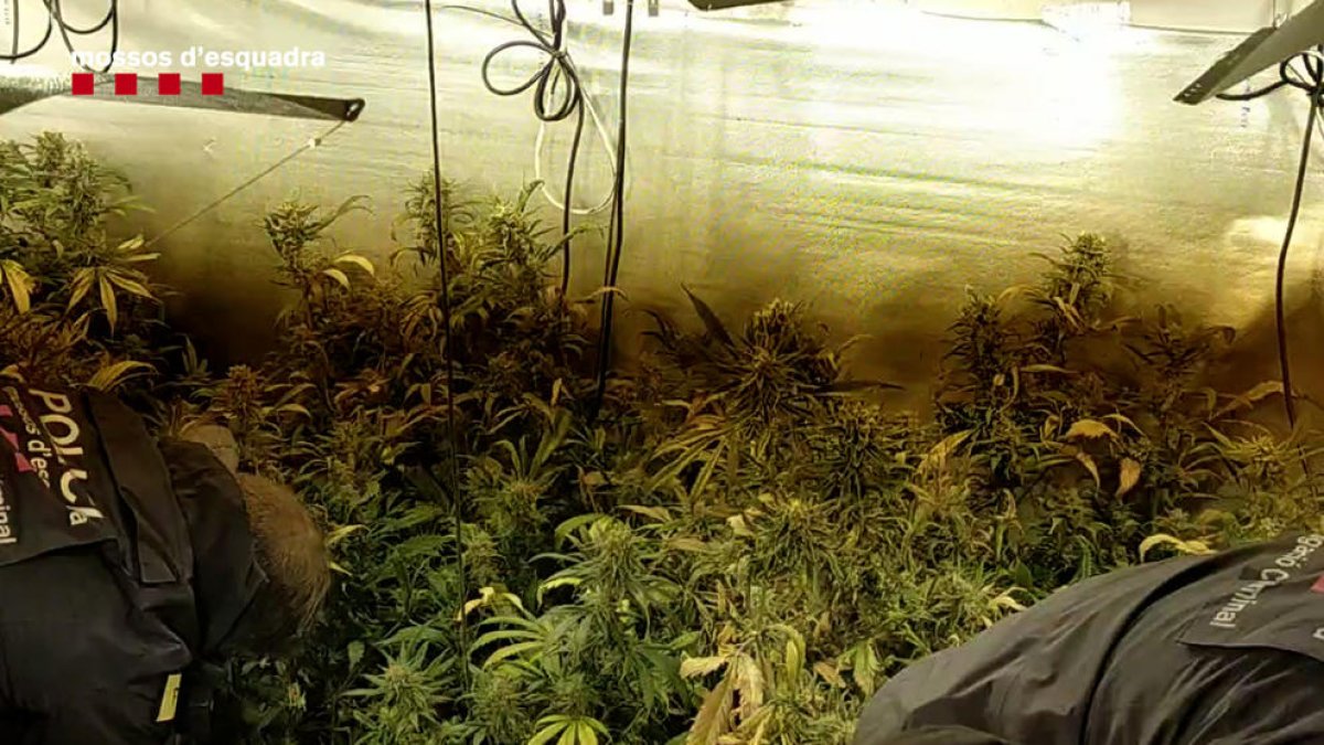 Vuit plantacions de marihuana desmantellades i 2 detinguts a l'Hospitalet de Llobregat