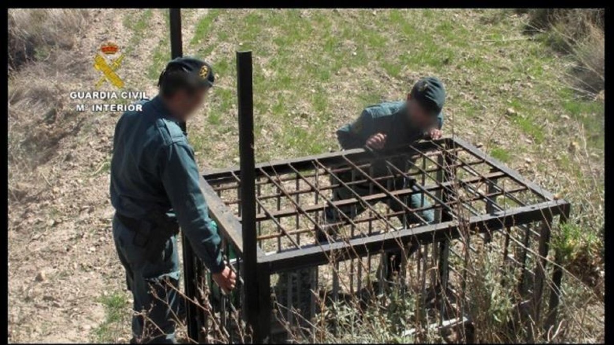 La covid no da tregua al envenenamiento de animales: 300% más detenidos