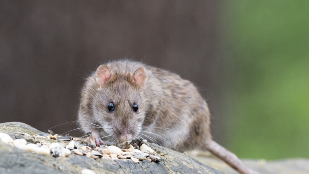 Apareix una rata viva per la tassa d'un vàter de Barcelona