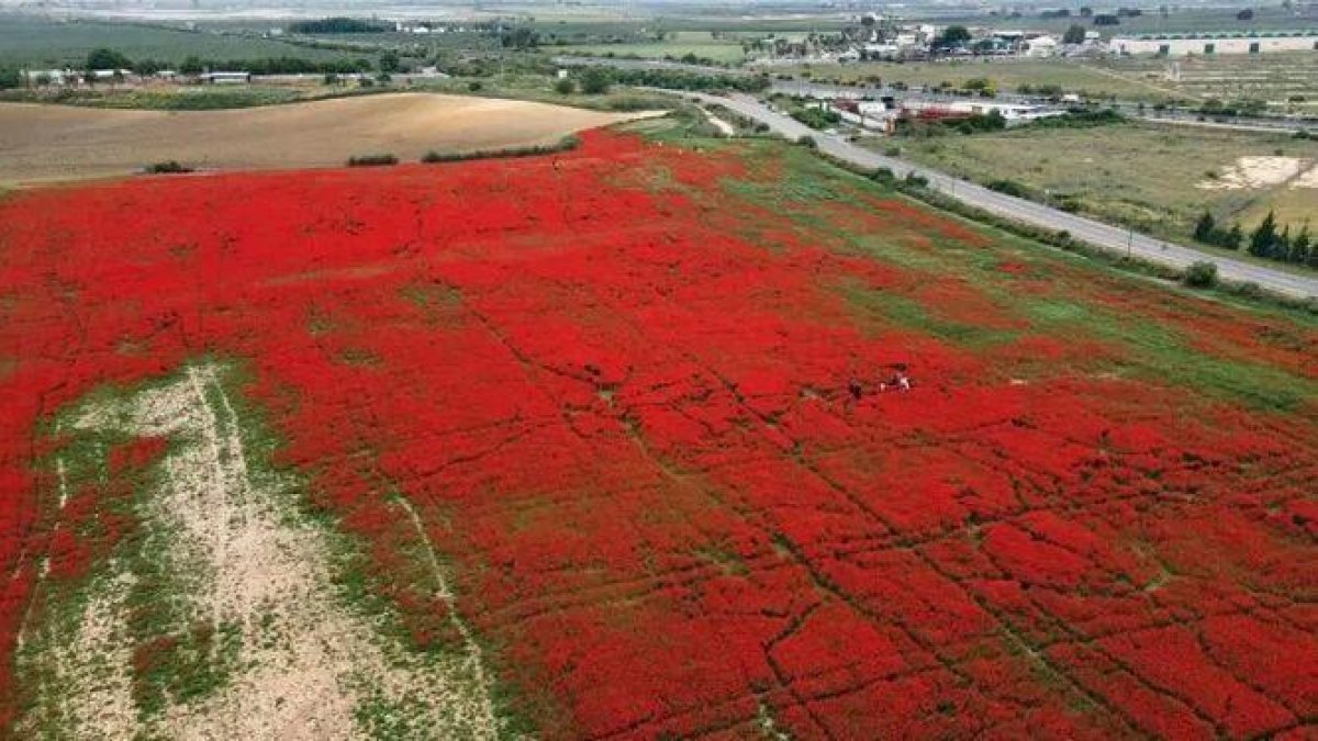 El postureig de les selfies destrossa un camp de roselles a Sevilla