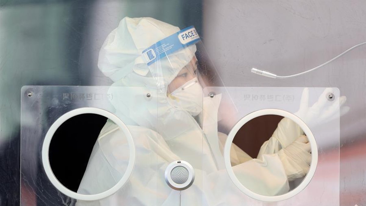 Seül detecta un gat amb covid en iniciar un sistema pioner de test a mascotes