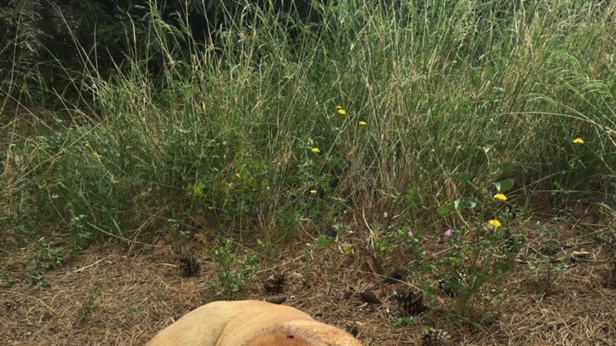 Rescatan un perro que se había caído en un pozo en Reus