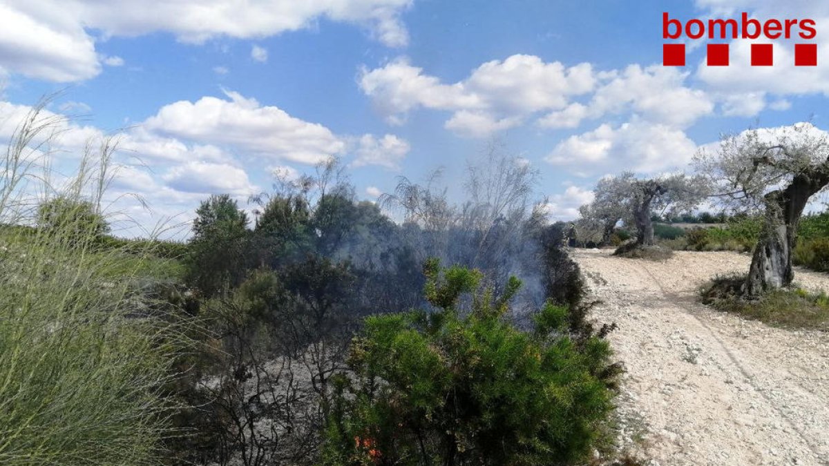 Cremen 200m2 dels marges de la carretera de Miravet a Pinell de Brai