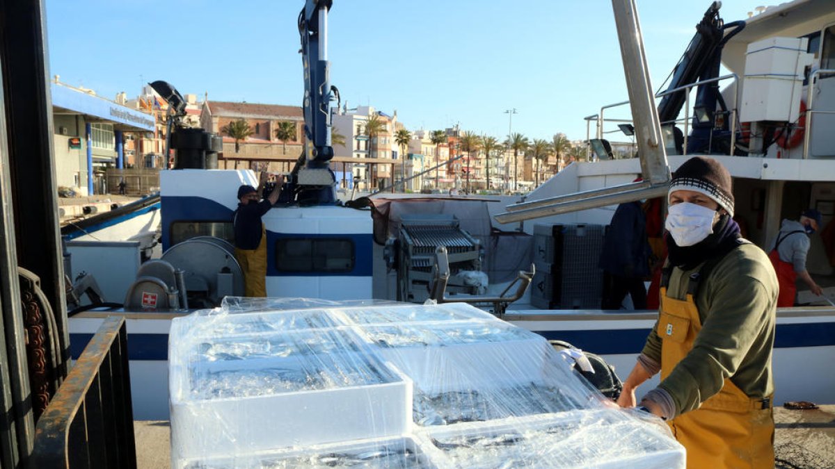 Les captures de peix blau a Tarragona, sota mínims: «Les tonyines s'ho mengen tot»