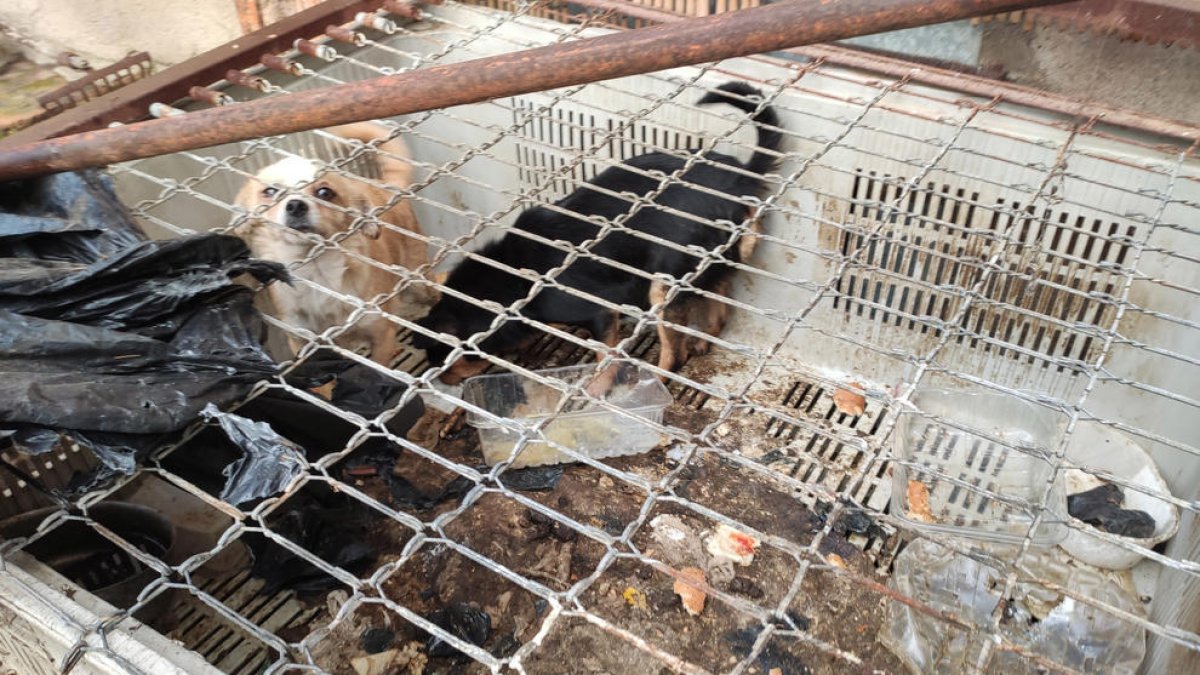 Denuncian al responsable de una finca rústica de Roquetes por tener animales en mal estado