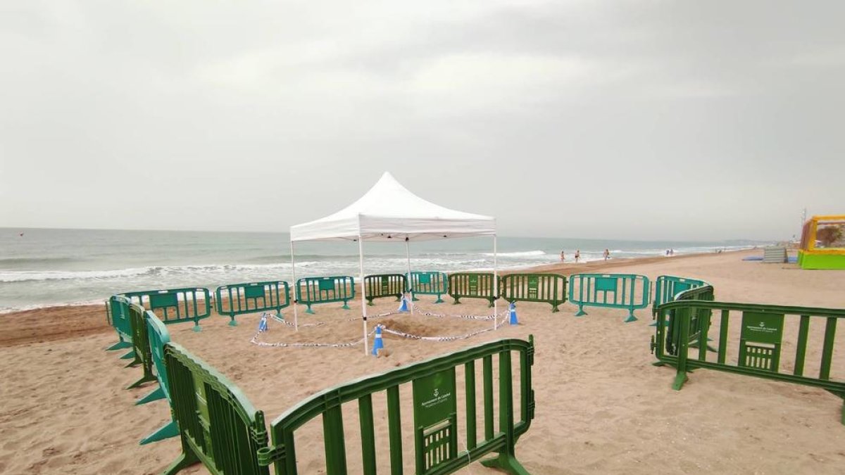 Localitzen a una tortuga babaua a la platja l'Estany-Mas Mel de Calafell