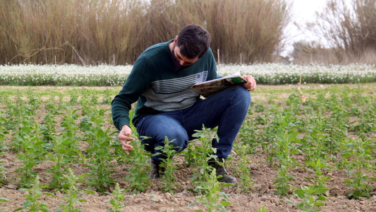 La rotación del cultivo de arroz con quinoa permitiría diversificar el sector en el Delta del Ebro