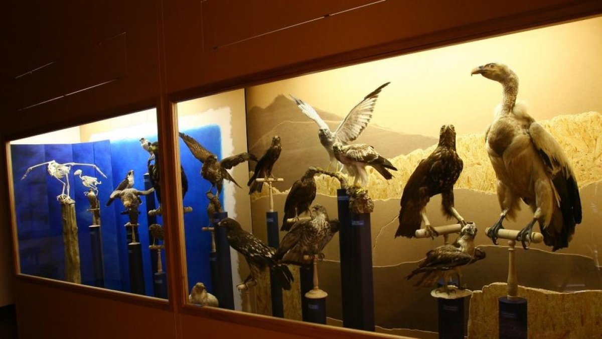 Un tribunal obliga l'Ajuntament de Perpinyà a tornar a tancar els quatre museus de la ciutat