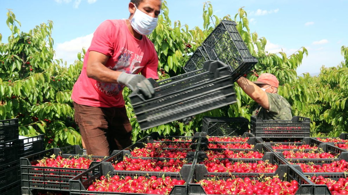 El Ebro ya tiene listos los protocolos para evitar contagios de covid durante la recogida de la fruta dulce